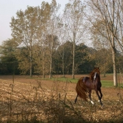 Il cavallo selvaggio nel campo