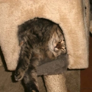 Brio nella sua cuccia
