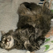 Brio dorme sul letto