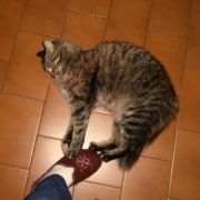 Brio lotta con le pantofole