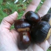 Castagne