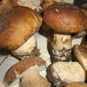 Funghi porcini