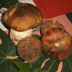 Porcini con foglie