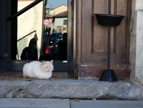 Il gatto guardiano dell'enoteca