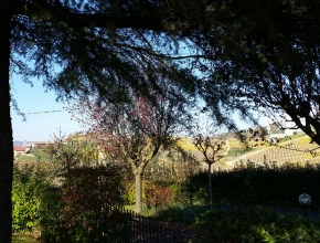 Scorcio delle colline tra gli alberi