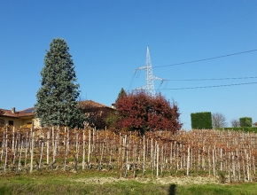 Vigna di Nebiolo