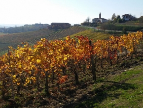 La vigna al sole