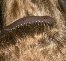 Pettine inserito