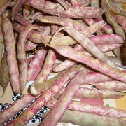 fagioli borlotti freschi