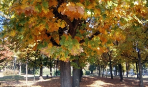 Quercia