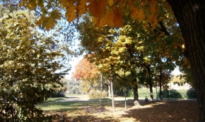 Sotto gli alberi