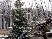 Nevica sull'agrifoglio