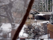 Una rosa sotto la neve